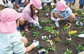 花壇でパンジーを植える園児