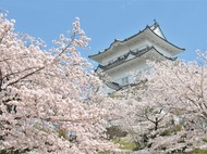 「桜　西かながわTrip 」を発行