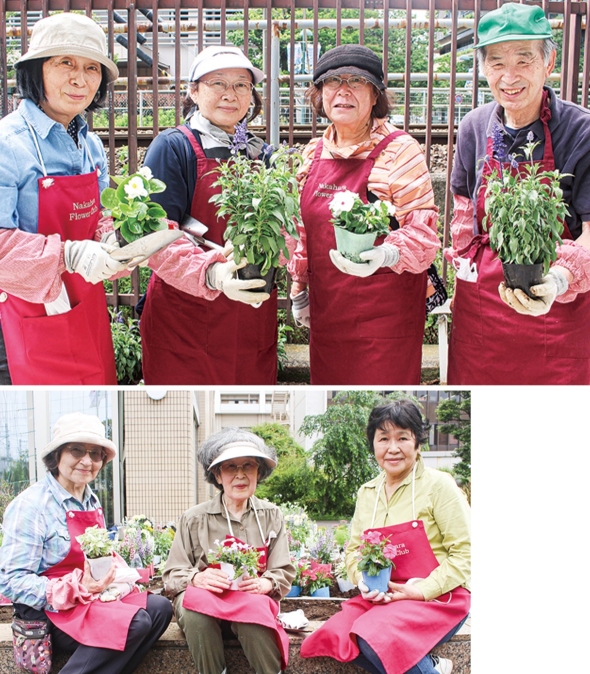 武蔵小杉周辺 夏の花彩る 花クラブが植え替え 中原区 タウンニュース