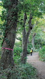 遊歩道沿いにあるナラ枯れに感染した木（麻生区市民健康の森＝24日撮影）