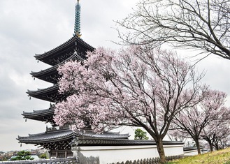 五重塔と桜が名所の香林寺