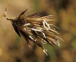 クロチクの花＝2月6日撮影