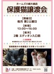 川崎区で保護猫譲渡会が開催!!-画像2