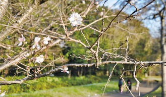 「フユザクラ」は11月〜12月に一度目の見ごろを迎える＝11月８日、同園