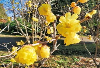 ロウバイの芳香漂う