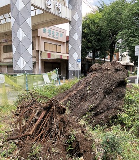 根部分が残る倒木＝8月19日撮影