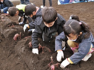 芋掘りに挑戦する子どもたち