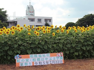 夏祭りの会場のひとつとなる虹の家。ひまわりが満開な昨年の様子＝同法人ホームページより