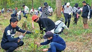 苗木の成長願い下刈