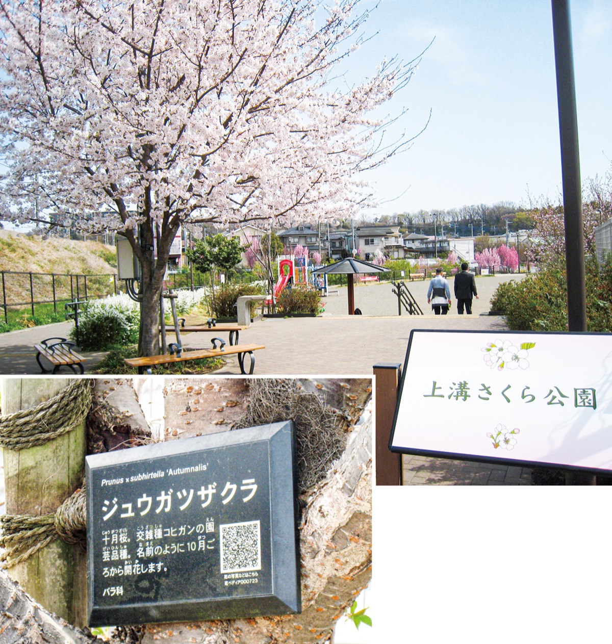 上溝さくら公園 二次元コードで各桜を解説 種類や開花時期理解 さがみはら中央区 タウンニュース