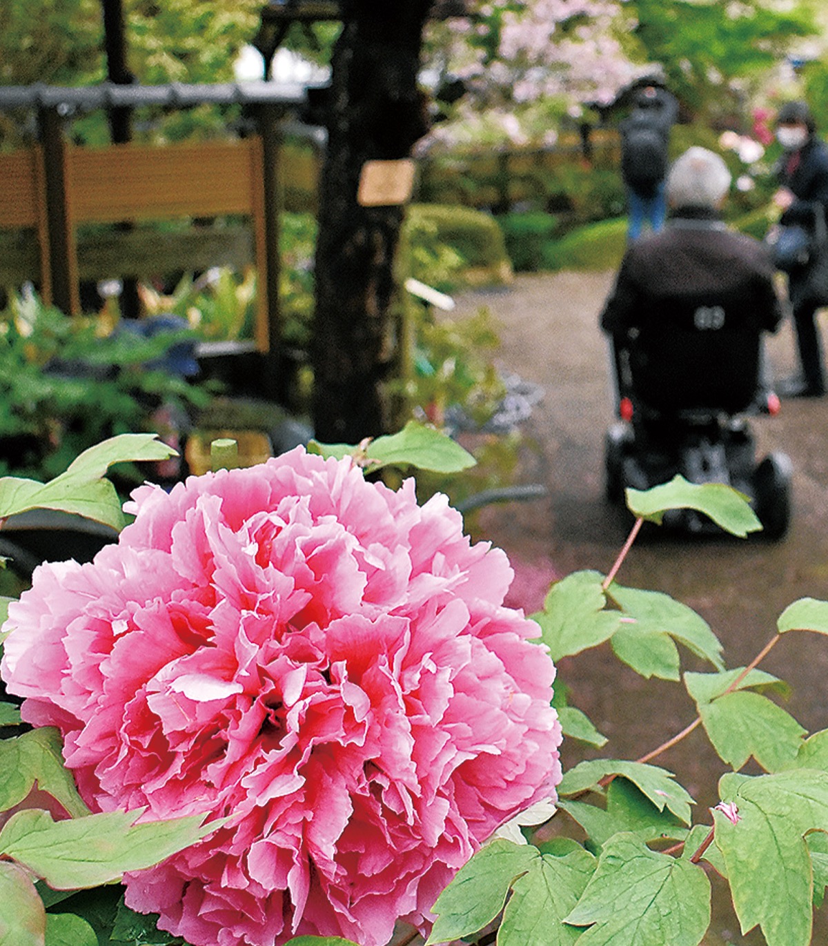 町田ぼたん園 大輪の花、見ごろ迎える ５月８日まで有料開園 | さがみ