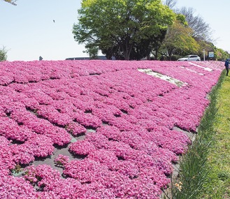 相模川の堤防を鮮やかに彩る芝ざくら＝4月10日撮影