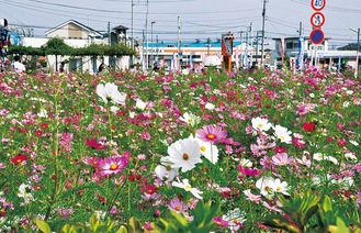 花摘み主体で開催