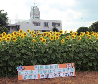 夏祭りの会場のひとつとなる虹の家。ひまわりが満開な昨年の様子＝同法人ホームページより