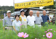 コスモス開花は遅め