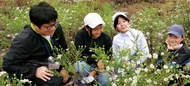 カワラノギク 今年は少な目