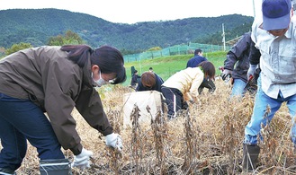 津久井在来大豆の収穫体験をする参加者ら