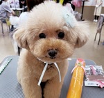 個人部門で共に出場した森野さんの愛犬。過去に「小さな命を守る会」から保護犬として引き取った。