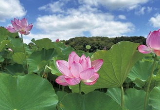 はすの花