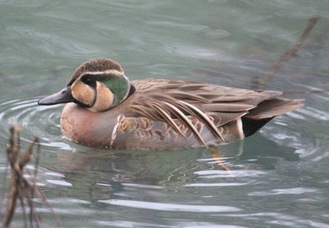 築池で確認されたトモエガモの雄＝提供写真