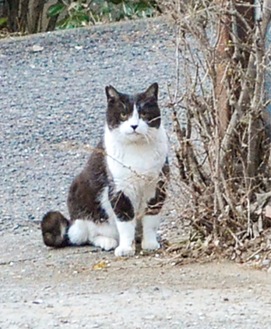 喜福寺で見かけた猫
