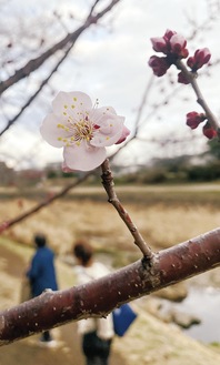 南浅川緑地沿いで咲いた梅の花＝２月20日