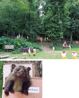 東京ゆりかご幼稚園のビオトープの一つ「森のひろば」（上写真）園庭で巣箱に入るムササビ（左写真）