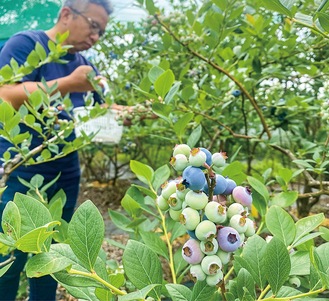 大きな実は500円玉大になるものも＝６月６日撮影