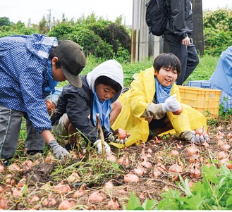 小雨に負けず夢中になってタマネギを収穫