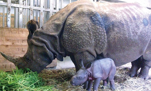 同園飼育係が撮影したインドサイの親子＝（公財）東京動物園協会提供