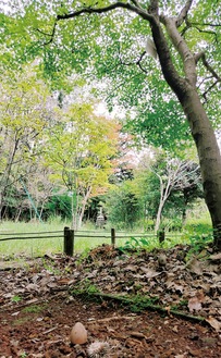 秋の紅葉が始まった里山墓苑