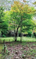 色づく里山　樹下に眠る