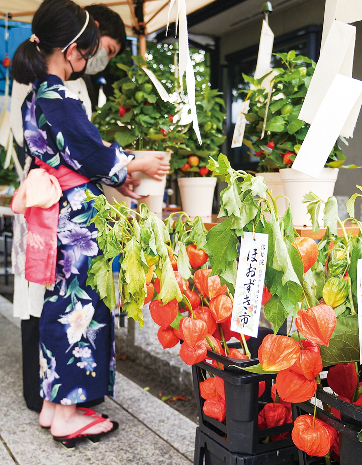 朱色彩るほおずき市 信松院で３年ぶり | 八王子 | タウンニュース