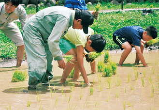 公園の水田に稲を植えていく子どもたち