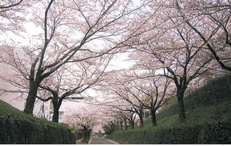 桜並木の「多摩さくら坂」