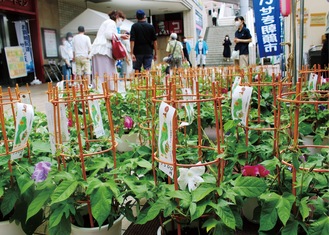 毎年、鮮やかな朝顔が並ぶ