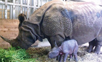 同園飼育係が撮影したインドサイの親子＝（公財）東京動物園協会提供=