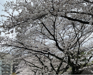 永山さくら通りの桜