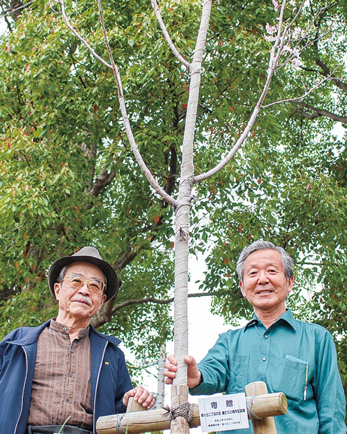 思い込めたサクラ満開 桜ヶ丘二丁目会の記念樹 | 多摩 | タウンニュース