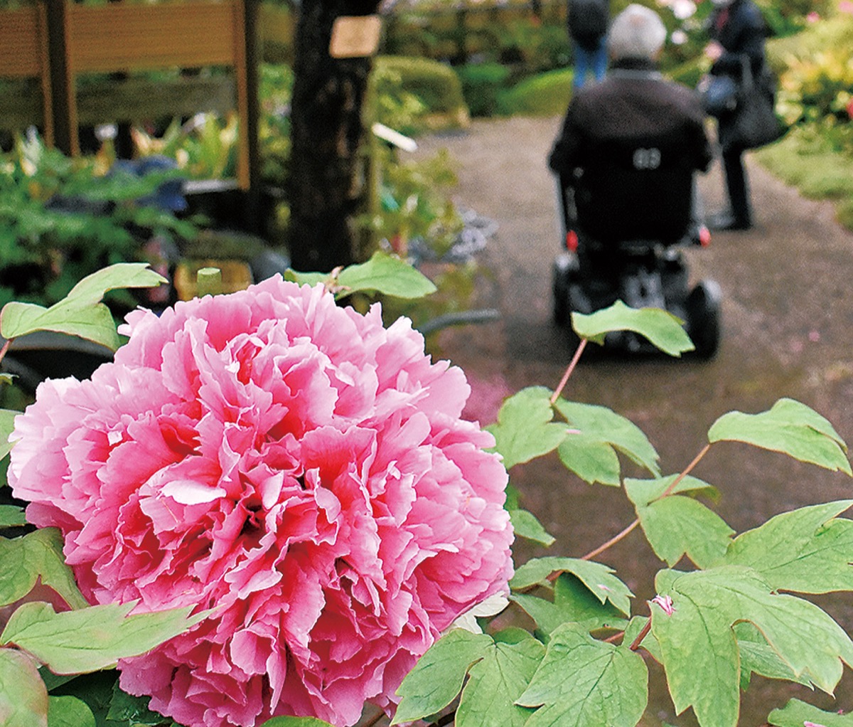 町田ぼたん園 大輪の花 見ごろ ５月８日まで有料開園 多摩 タウンニュース