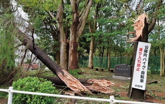 多くの倒木があった昨年の台風15号