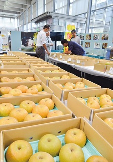 品評会に出品された湘南梨