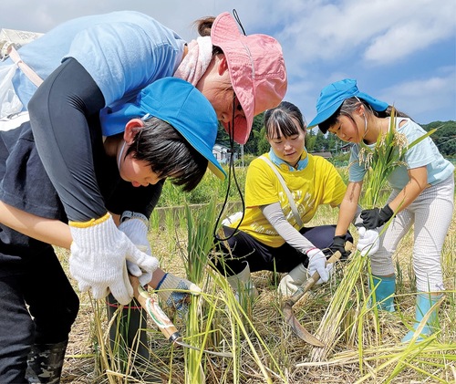 鎌を使って慎重に稲を刈る園児ら