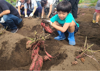 大きな芋を掘る子ども