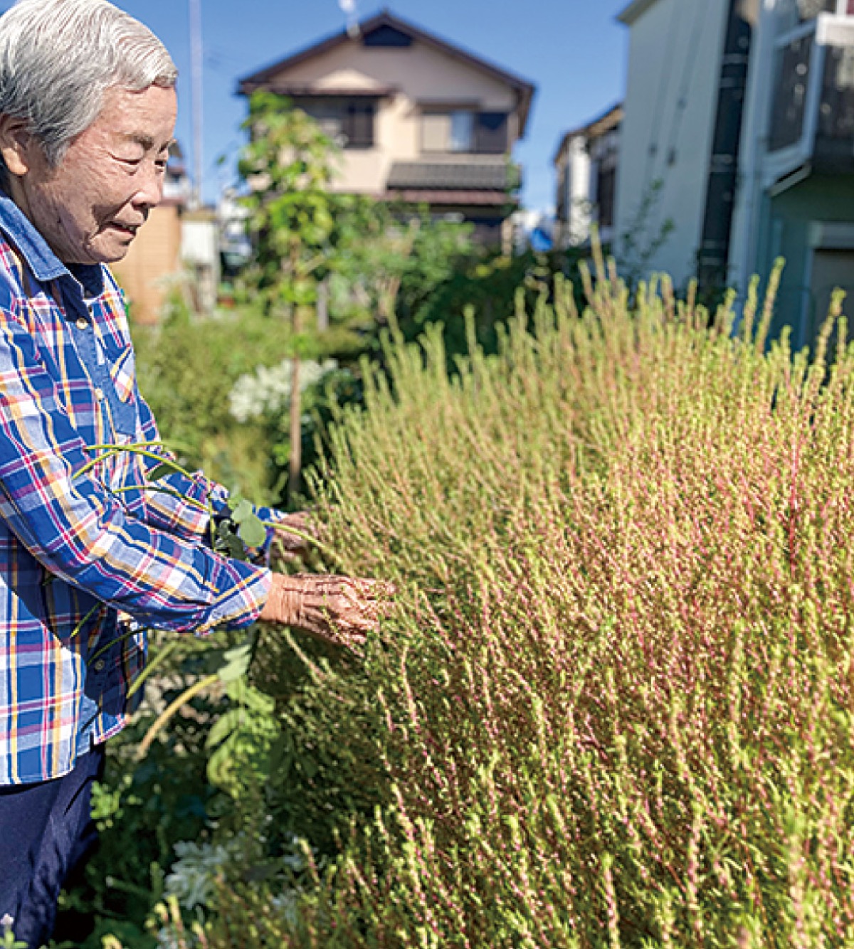 安心してご注文ください [ぷっか] 夕暮れのコキア - アンティーク