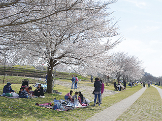 桜を楽しむ多くの来園者（相模三川公園で・26日撮影）