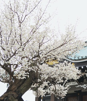 本堂前に咲く白梅（2月14日撮影）