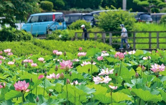 空に浮くように花開く　７月８日撮影