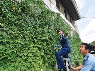 元々は遮熱カーテンとして植えられたもの