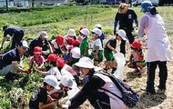 園児招き落花生掘り